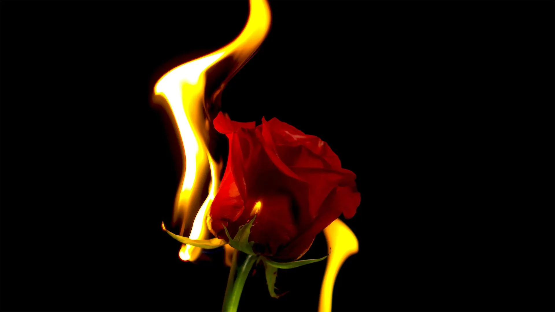 Red rose with flames against a black background