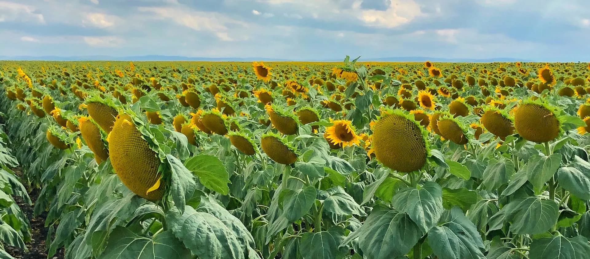 Sunflower field under a bright sky