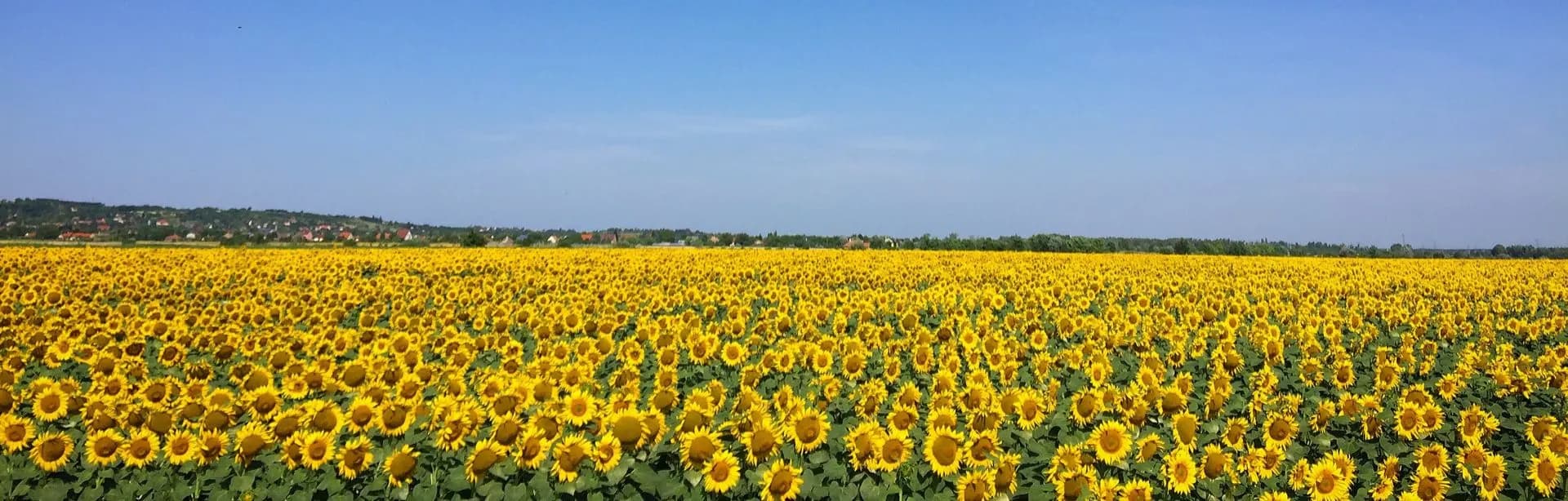 Wide field of sunflowers under a blue sky