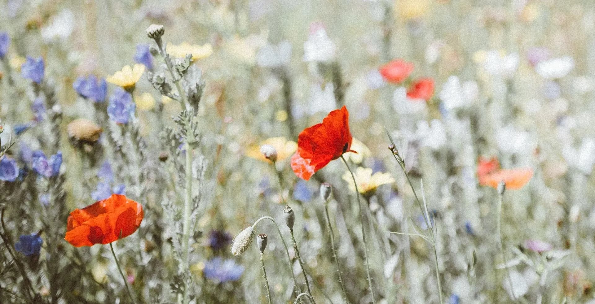 Wildflower meadow with red poppies
